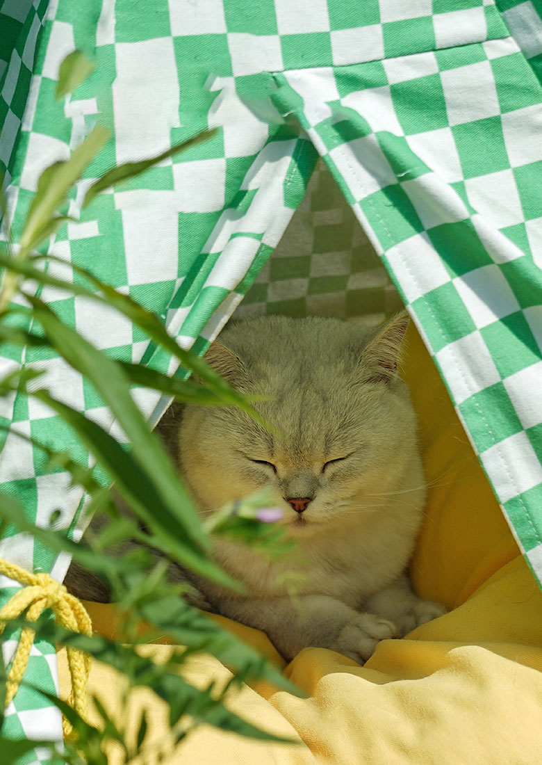 Lit tipi pour chat en treillis vert