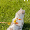 Duck Cat Harness and Leash