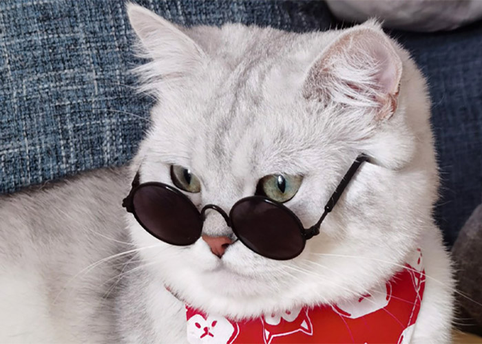 Солнцезащитные очки Multicolor Cat - ZezeLife