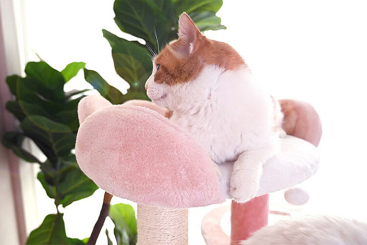 Style Choose an option A B C