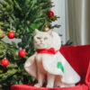 Gift Set Cat Christmas Costumes