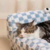 Big-eyed Blue and White Checkered Cat Couch