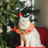 Gift Set Cat Christmas Costumes