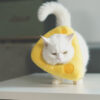 Cheese Cat Cone