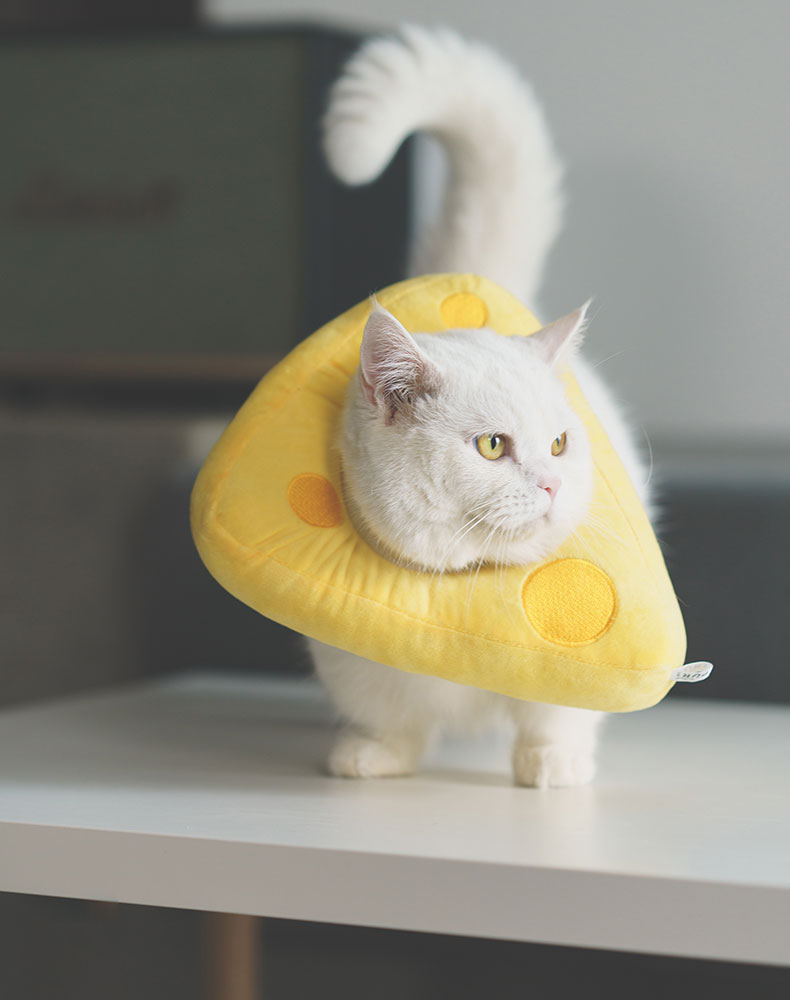 Cheese Cat Cone