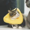 Cheese Cat Cone