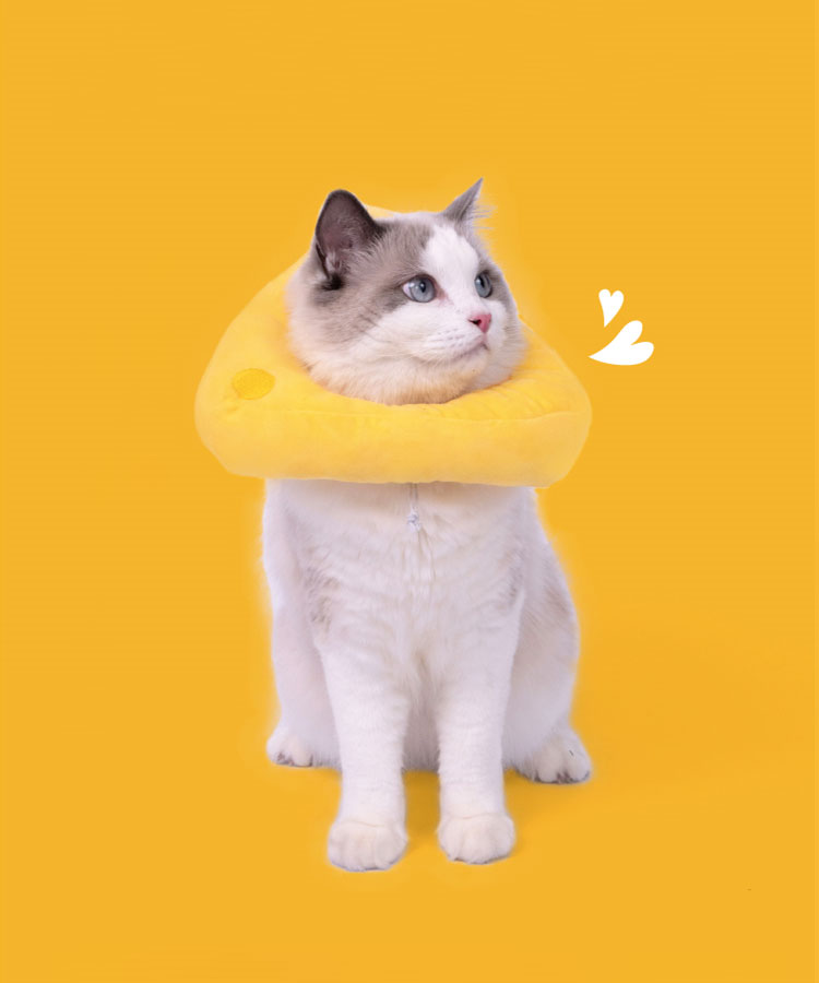 Cheese Cat Cone