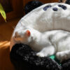 Panda Hug Cat Bed