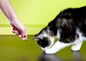 Understanding the Impact of Laser Point Syndrome in Cats