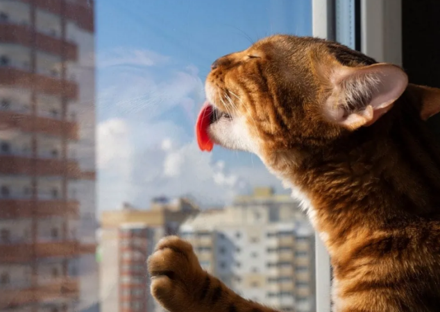 10 Reasons Why Your Cat Is Scratching at the Window(7 Ways to Stop lt)