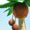 Coconut Tree Cat Scratching Post & Cat Recliner