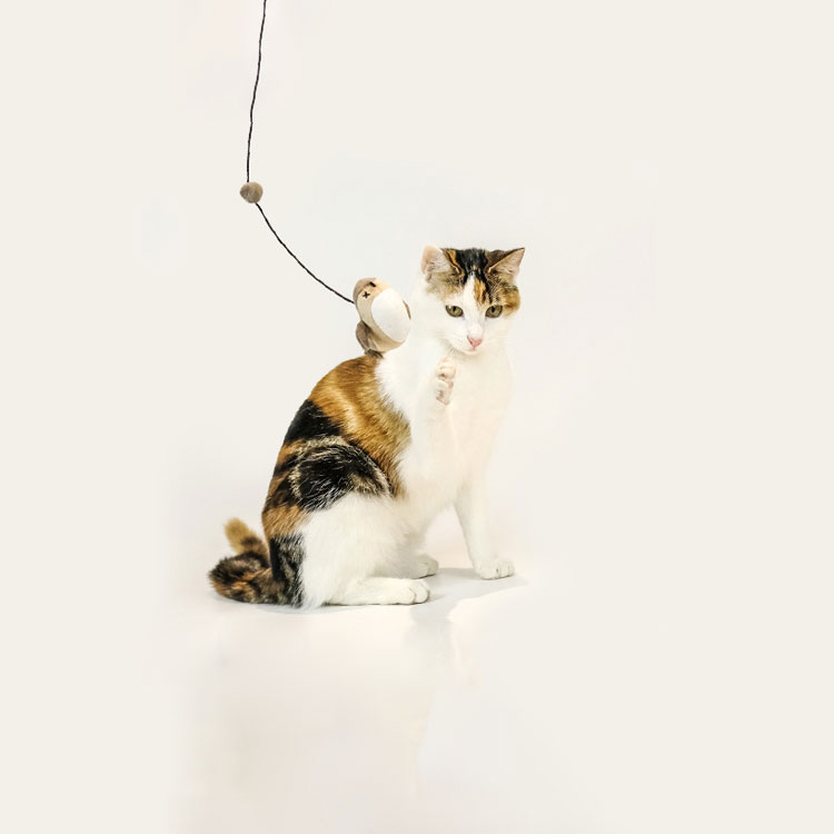 Elastic Cord Flying Bird Cat Toy