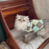 Gray Cat Sweater Vest