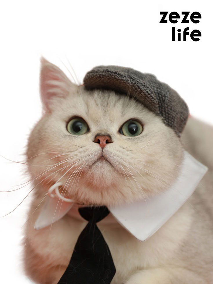 Berretto da gatto con cappello da gentiluomo
