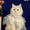 White Embroidered Princess-style Wedding Cat Dress