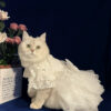 White Embroidered Princess-style Wedding Cat Dress