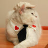 Gentleman Hat Cat Beret