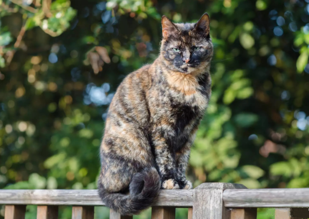 Tortoiseshell cat