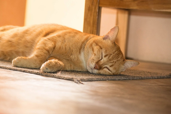 Orange Cat Behavior – What Makes Orange Kitties Special?