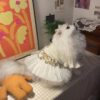 Star Lace Chiffon Cat Dress