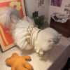 Star Lace Chiffon Cat Dress