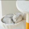 White Cream Style Cat Tree Plus