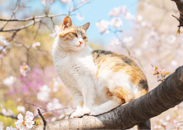 Calico cat