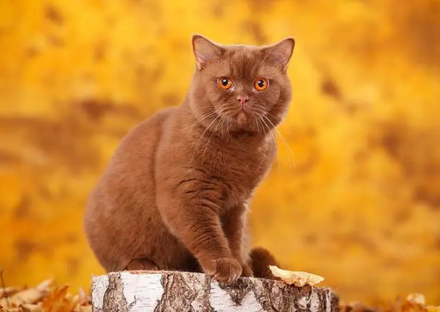 Cinnamon cat