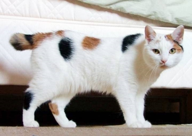Harlequin cat