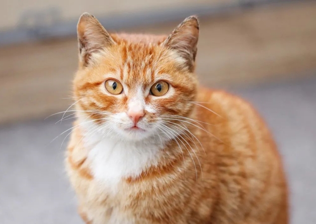 Orange Cat Behavior What Makes Orange Kitties Special