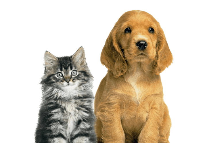 cat dog .png