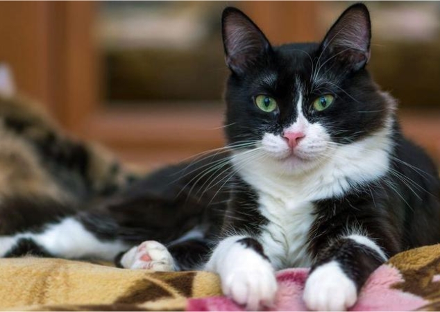 tuxedo cat