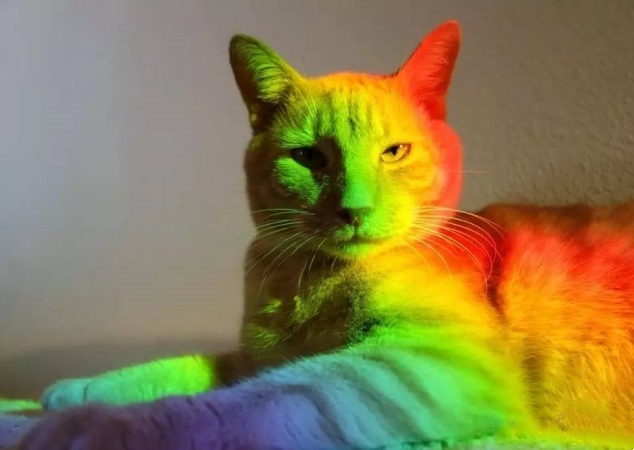 what colors do cats like