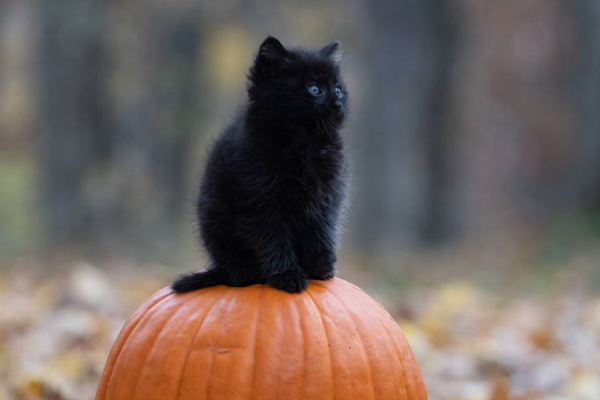 41 Funny Black Cat Names That Will Tickle Your Funny Bone (With Explanation)