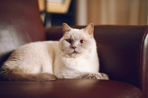 Things to Do to Fix Cat Scratches on Leather Couch