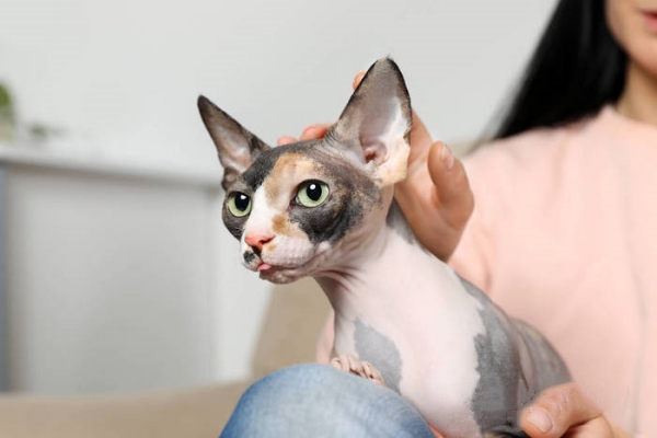 Why Are Hairless Cats Hairless? The Genetic Secrets Revealed