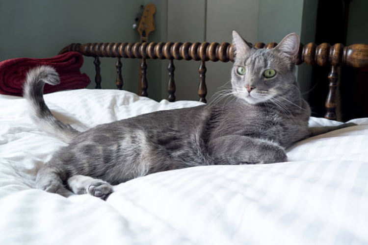 Cat Purring and Wagging Tail: What Is Your Cat Saying?