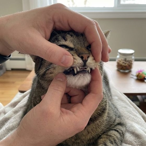 The Anatomy Check: How Many Teeth Does Your Cat Have? image