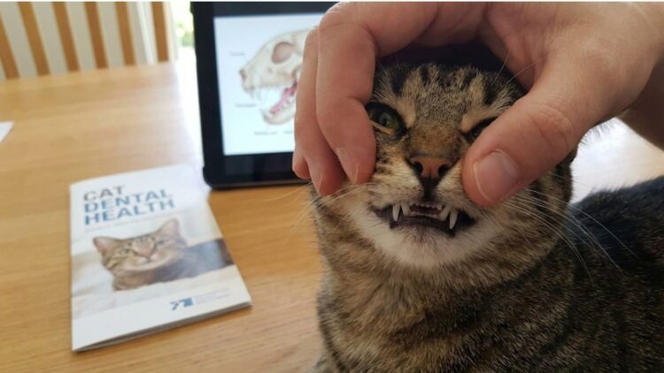 How Many Teeth Do Cats Have? The Ultimate Dental Guide