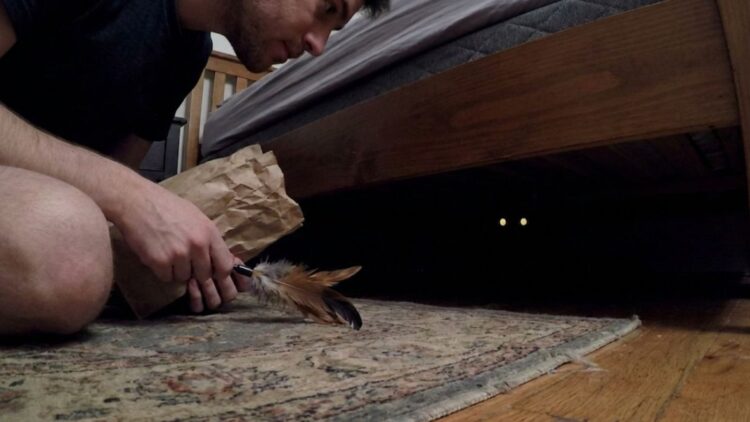Cat Hiding Under Bed: Why It Happens and What to Do