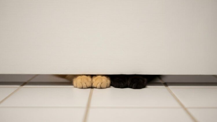 Reasons Why Do Cats Hate Closed Doors in Your Home