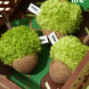 Acorn Catnip Cat Toy zezelife (9)