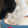 Cat Bed & Scratching Board Toy (2)