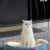Cat Bed & Scratching Board Toy (3)