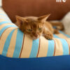 Removable and Washable Premium Pet Sofa Bed (19)