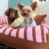 Removable and Washable Premium Pet Sofa Bed (4)
