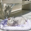 Summer Cooling Mat for Cats (2)